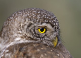 DS1_5631Eurasian Pygmy Owl