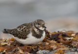 DSC_0228 Ruddy Turnstone