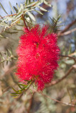 Wild flowers of Western Australia