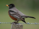 American Robin