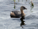 Pied-billed Grebe