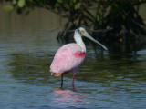 Roseate Spoonbill