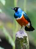 Superb Starling