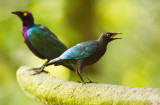 a pair of cape glossy starlings