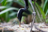 Black-necked Crane