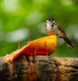 Red-whiskered Bulbul