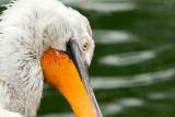 Dalmatian Pelican