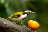 Honeyeater