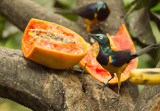 golden-breasted starling