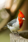 Red-crested Cardinal