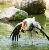 Australian Pelican