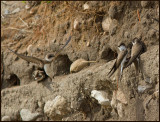 Sand martin, Backsvala   (Riparia riparia).jpg