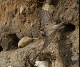 Sand martin, Backsvala   (Riparia riparia).jpg