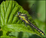 Common Clubtail female, Sandflodtrollslnda   (Gomphus vulgatissimus).jpg