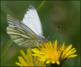 Green-veined white, Rapsfjril   (Pieris napi).jpg