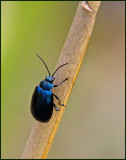 Alder Leaf-beetle, Blå allövbagge (Agelastica alni).jpg
