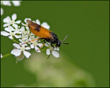 Arge cyanocrocea, Bramble Sawfly, Borsthornstekel .jpg