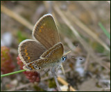 Silver-studded Blue, Ljungblvinge   (Plebejus argus)female.jpg