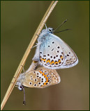 Silver-studded Blue, Ljungblvinge   (Plebejus argus).jpg