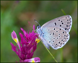  Large Blue female , Svartflckig blvinge hona (Maculinea arion).jpg