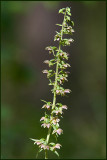 Broad-leaved Helleborine, Skogsknipprot  (Epipactis helleborine).jpg