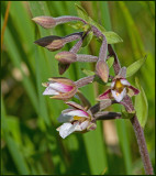 Marsh helleborine, Krrknipprot  (Epipactis palustris).jpg