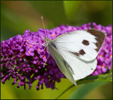 Large White female, Kolfjril hona  (Pieris brassicae) f.jpg