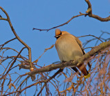 Bohemian Waxwing, Sidesvans   (Bombycilla garrulus).jpg