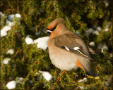 Bohemian Waxwing, Sidesvans   (Bombycilla garrulus)..jpg