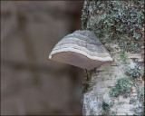 Tinder, or Hoof Fungus, Fnsketicka  (Fomes fomentarius).jpg