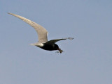 Black Tern, Svarttrna   (Chlidonias niger).jpg