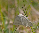 Black-veined Moth, Svartribbad vitvingemtare  (Siona lineata).jpg