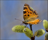 Large Tortoiseshell, Krsbrsfuks   (Nymphalis polychloros).jpg