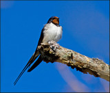 Barn Swallow, Ladusvala   (Hirundo rustica).jpg