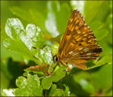 Duke of Burgundy, Gullvivefjril  (Hamearis lucina) colour variation.jpg