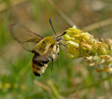 Narrow-bordered Bee Hawk-moth, Svvfluglik dagsvrmare  (Hemaris tityus).jpg