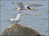 Common Tern, Fisktrna  (Sterna hirundo).jpg