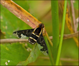 Bee-fly, Svvfluga  (Hemipenthes maurus).jpg