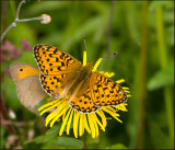 High Brown Fritillary, Skogsprlemorfjril  (Argynnis adippe).jpg