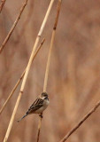 BIRD - BUNTING - PALLASS REED BUNTING - YANCHENG CHINA (3).JPG