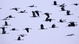 BIRD - CRANE - COMMON CRANE - YANCHENG CHINA (28).JPG