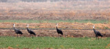 BIRD - CRANE - HOODED CRANE - YANCHENG CHINA (5).JPG