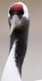 BIRD - CRANE - RED-CROWNED CRANE - CAP - YANCHENG CHINA (18).JPG