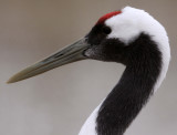 BIRD - CRANE - RED-CROWNED CRANE - CAP - YANCHENG CHINA (6).JPG