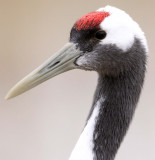 BIRD - CRANE - RED-CROWNED CRANE - CAP - YANCHENG CHINA (7).JPG