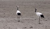 BIRD - CRANE - RED-CROWNED JAPANESE CRANE  - YANCHENG CHINA (168).JPG