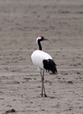 BIRD - CRANE - RED-CROWNED JAPANESE CRANE  - YANCHENG CHINA (174).JPG