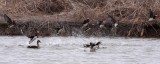 BIRD - DUCK - MANDARIN DUCK - YANCHENG CHINA (32).JPG