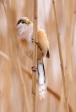 BIRD - PARROTBILL - REED PARROTBILL - YANCHENG CHINA (11).JPG