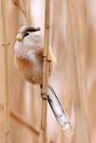 BIRD - PARROTBILL - REED PARROTBILL - YANCHENG CHINA (15).JPG